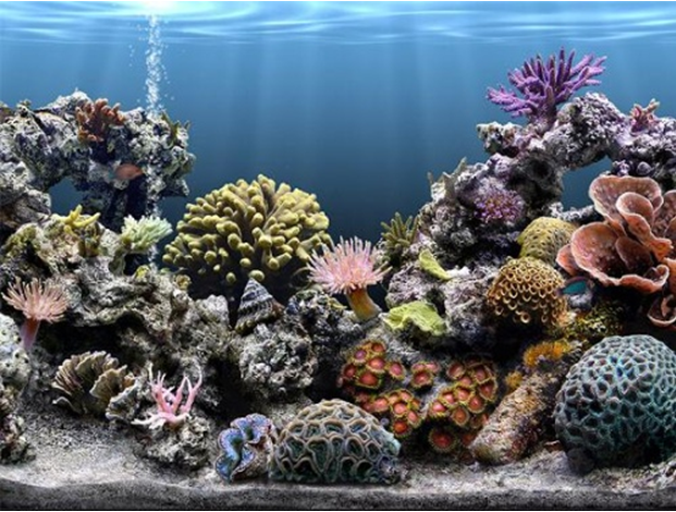 "Rif de corali"