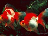 Peștișori - De apă dulce - Peștișori de aur